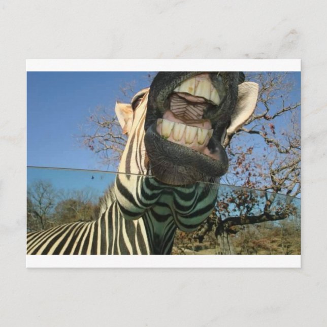 Carte Postale Dents Zebra (Devant)