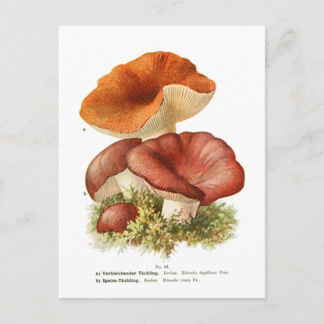 Carte Postale Depallens de Russula et R.vesca (Devant)