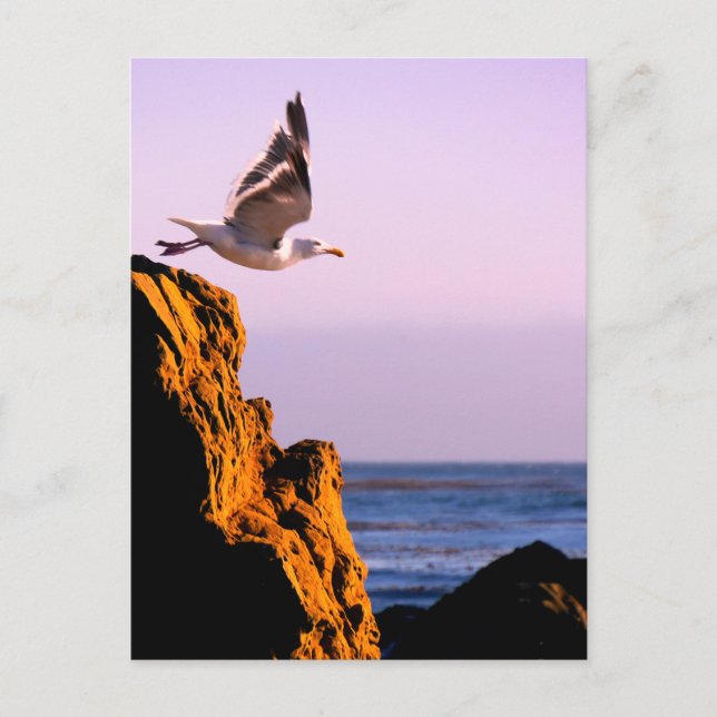 Carte Postale Départ de Seagull (Devant)