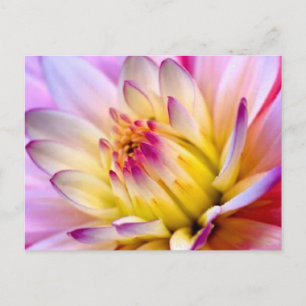 Carte Postale Déplier la fleur