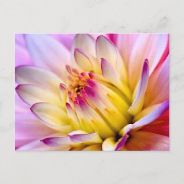 Carte Postale Déplier la fleur (Devant)