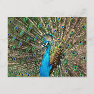 Carte Postale Der blaue Pfau