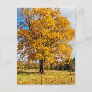 Carte postale d'érable jaune d'automne