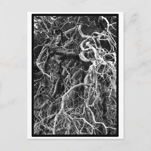 Carte postale déracinée (Devant)