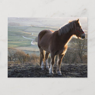 Carte Postale Derbyshire, Angleterre