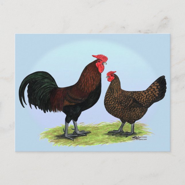 Carte Postale Derbyshire Redcap Fowl (Devant)