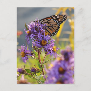 Carte Postale Dernier papillon Monarque