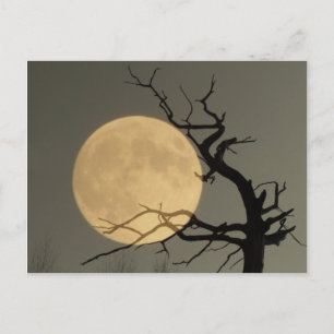 Carte Postale Derrière - pleine lune derrière le collage des arb