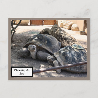 Carte postale des Amis de la tortue Phoenix, Zoo d