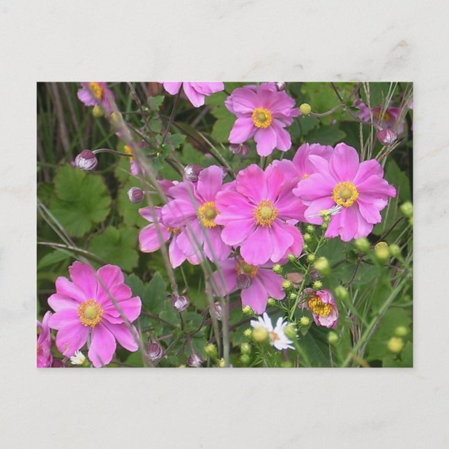 Carte postale des anémones (Devant)