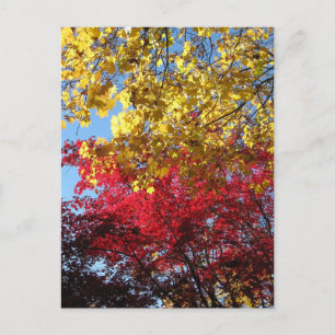 Carte postale des arbres d'automne