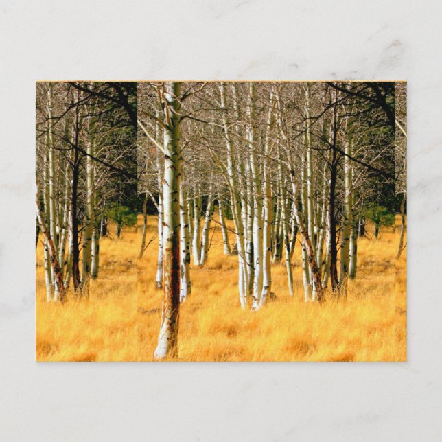 carte postale des arbres de peuplier (Devant)