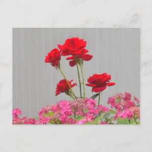 Carte Postale Des Boutons roses Éclatant Des Casquettes De Dente