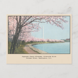 Carte postale des cerisiers en fleurs de Washingto