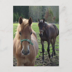 Carte postale des chevaux