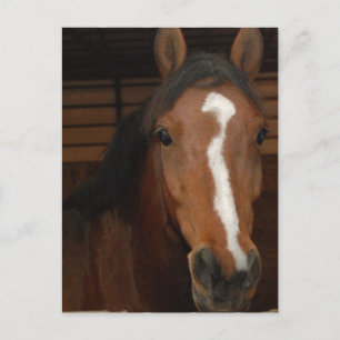 Carte postale des chevaux arabes