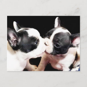 Carte postale des chiots de bulldog français
