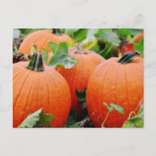 Carte Postale Des Citrouilles colorés ! (Devant)