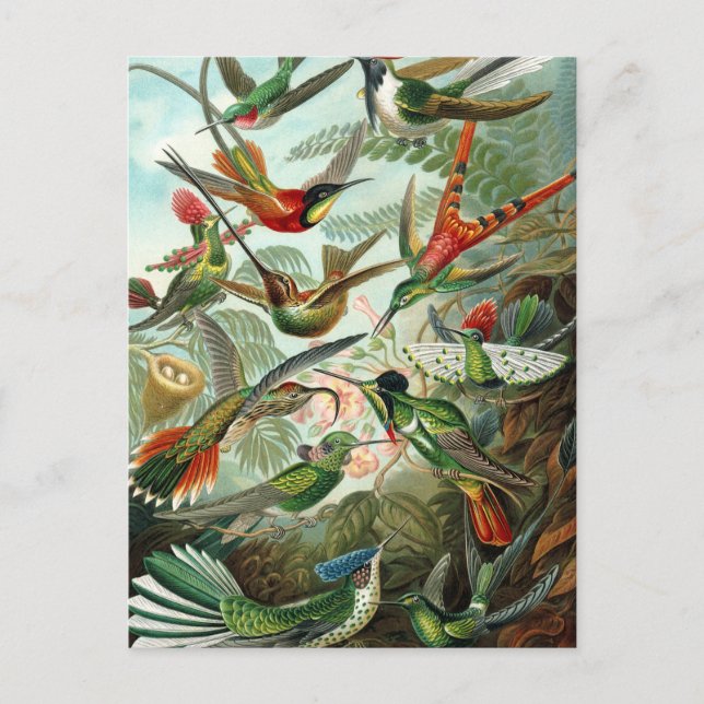 Carte postale des colibris de Haeckel (Devant)