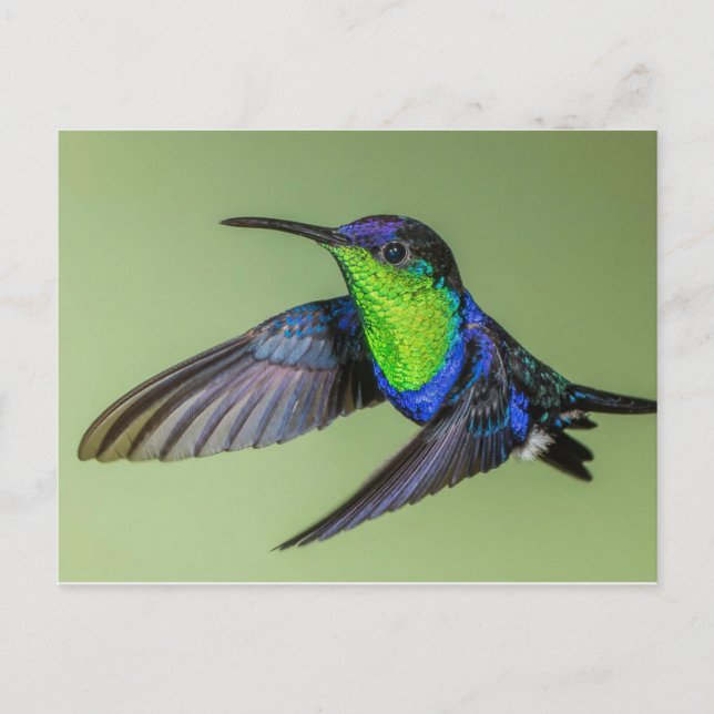 Carte postale des colibris de Woodnymphe (Devant)