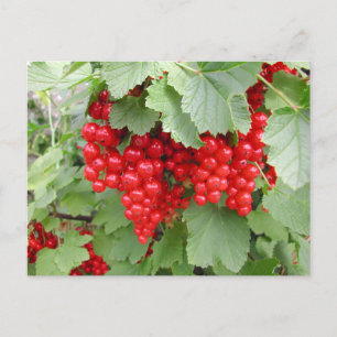 Carte Postale Des courants rouges sur le Plante. Feuilles verts.