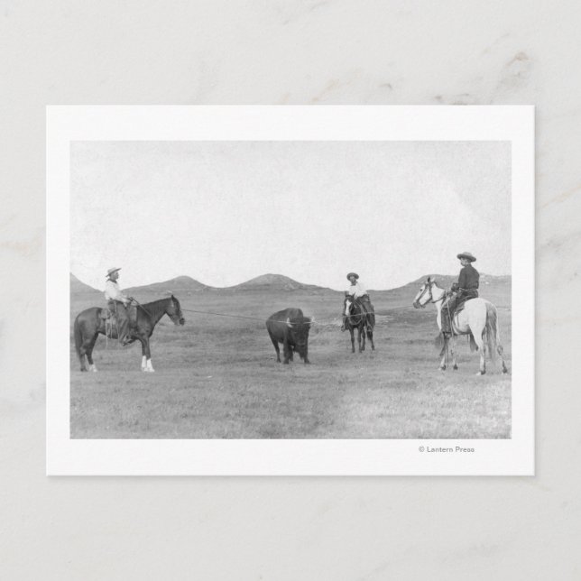 Carte Postale Des cowboys à cheval en train de rouler des buffle (Devant)