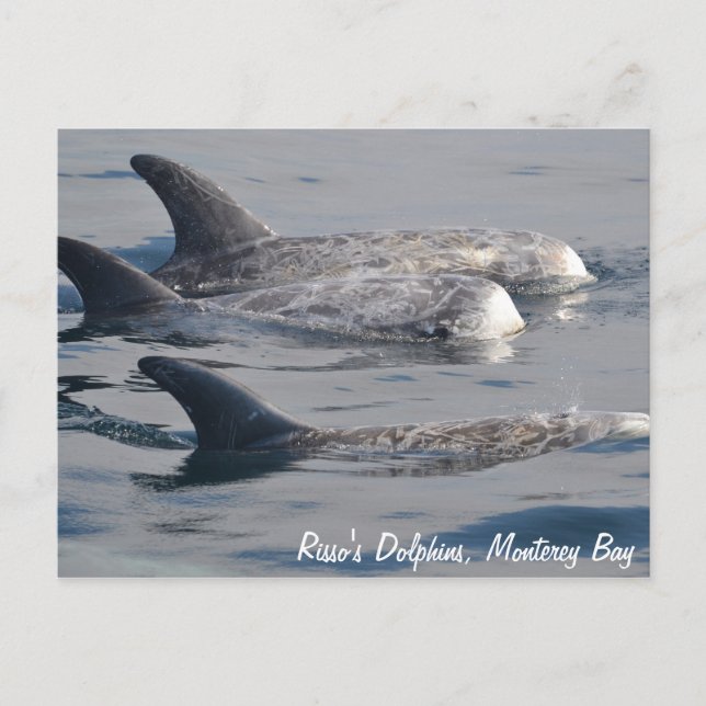 Carte postale des dauphins de Risso (Devant)