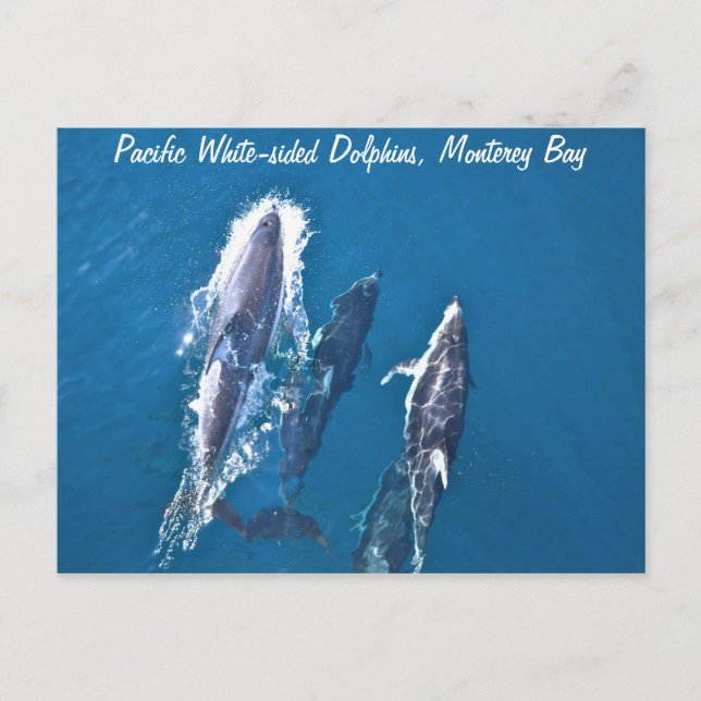 Carte postale des dauphins du Pacifique (Devant)