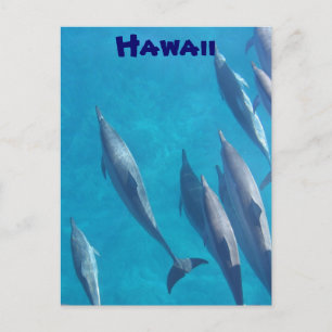 Carte postale des dauphins hawaïens
