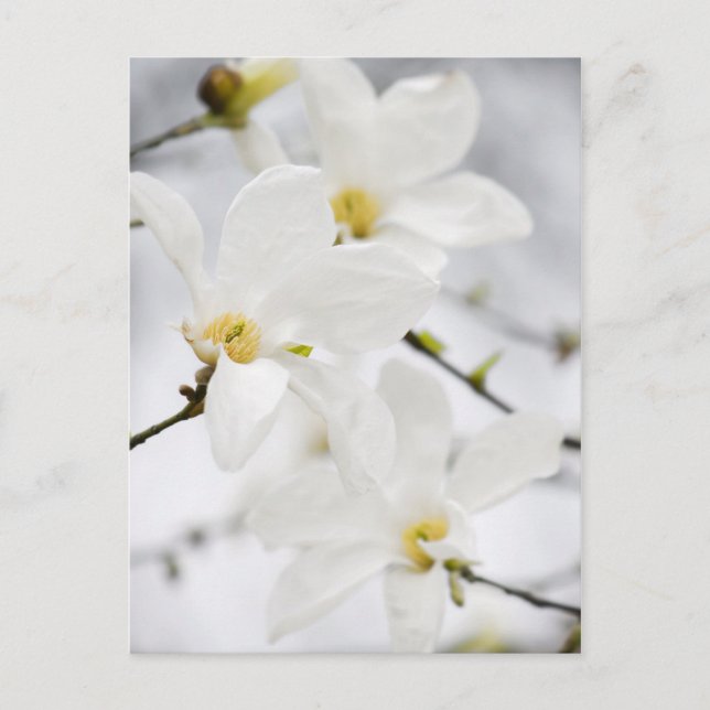 Carte postale des fleurs de Magnolia (Devant)
