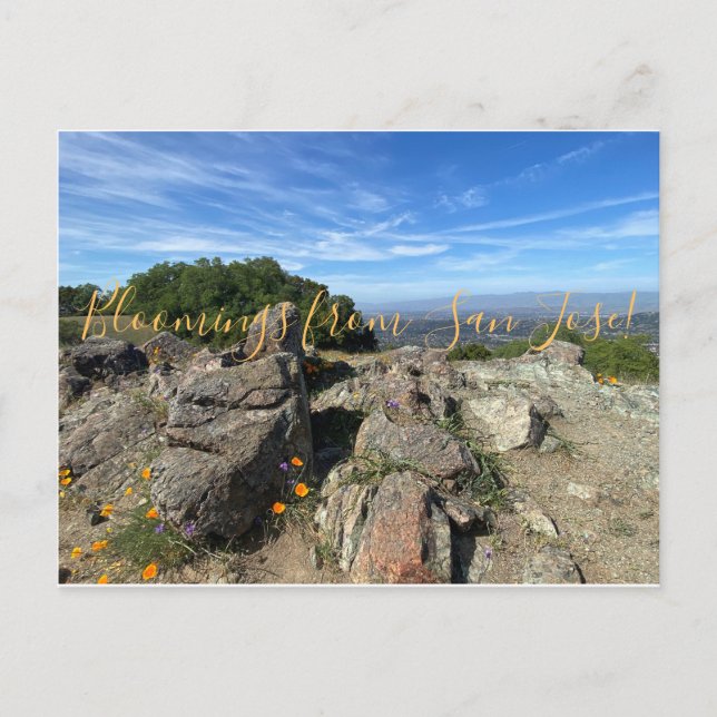 Carte Postale Des fleurs de San Jose ! (Devant)