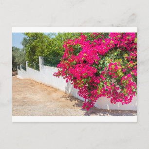 Carte Postale Des fleurs rouges de bougainville fleurissent sur