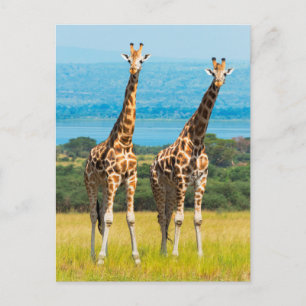 Carte Postale Des girafes sur la savane, Ouganda
