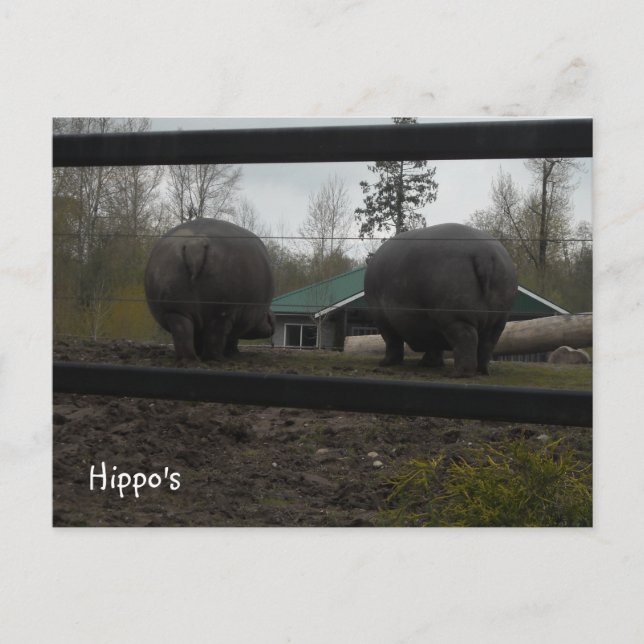 Carte Postale Des Hippopotames Drôle À Pied (Devant)