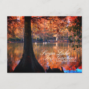 Carte postale des jardins du lac aux cygnes Iris