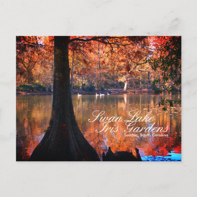 Carte postale des jardins du lac aux cygnes Iris (Devant)