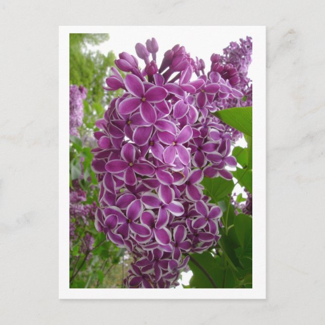 Carte postale des lilas de Rochester (Devant)