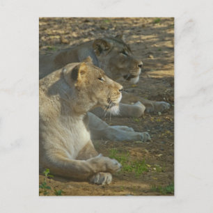 Carte postale des Lions