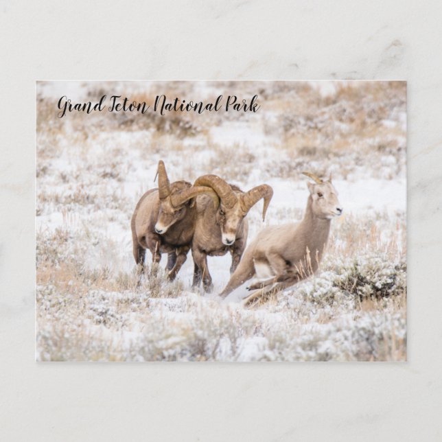 Carte postale des mouflons canadiens du Parc natio (Devant)