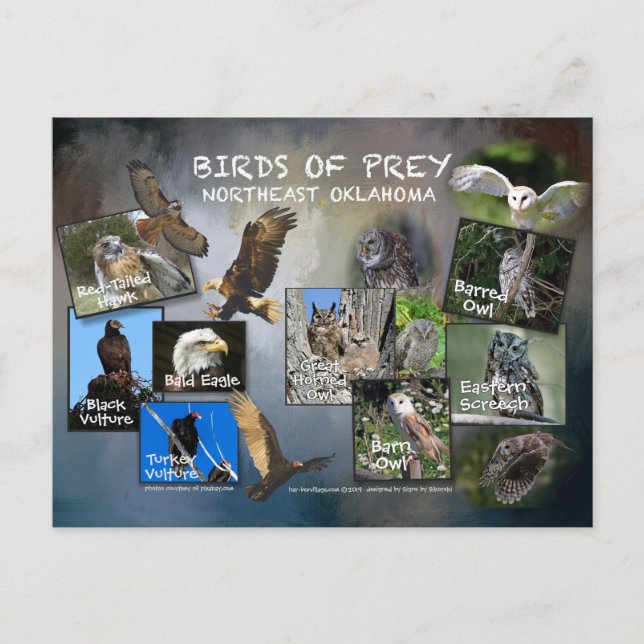 carte postale des oiseaux de Prey Oklahoma 19dk-z (Devant)