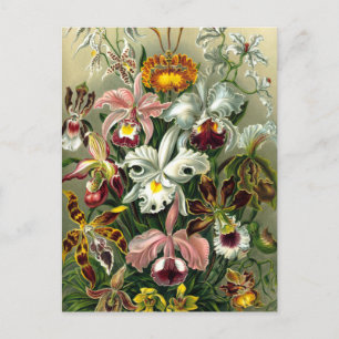 Carte postale des Orchidaceae d'Ernst Haeckel