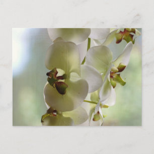 Carte postale des orchidées dangereuses