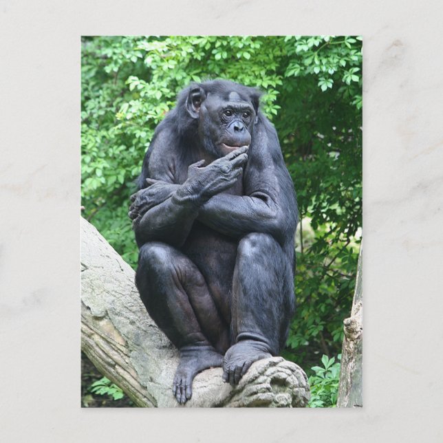 Carte Postale Des pensées profondes (Devant)