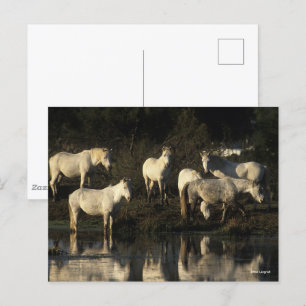 Carte Postale Des Pies De Camargue En Herd Se Trouvant Dans L'Ea