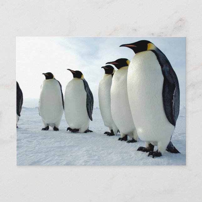Carte Postale Des pingouins empereurs alignés (Devant)