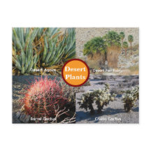 Carte postale des plantes du désert