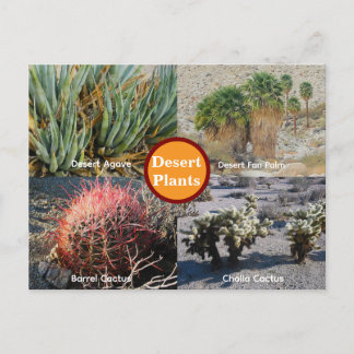 Carte postale des plantes du désert