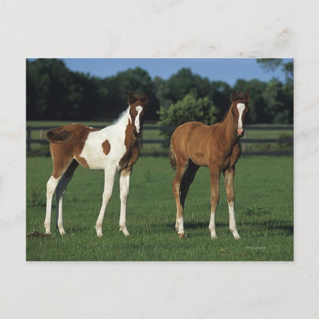 Carte Postale Des poulains arabes debout dans le champ de Grassy (Devant)