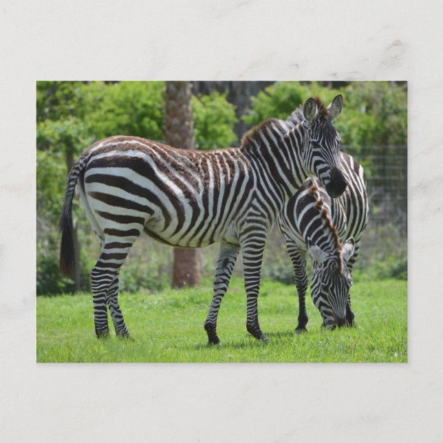 Carte Postale Des rayures sont assorties à tout ! (Devant)