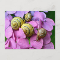 Des snails de Pink Flowers